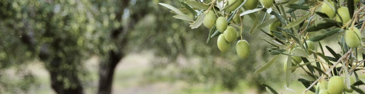 Olivenolje- flytende gull